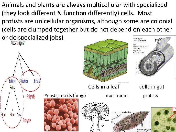 Animals and plants are always multicellular with specialized (they look different & function differently)