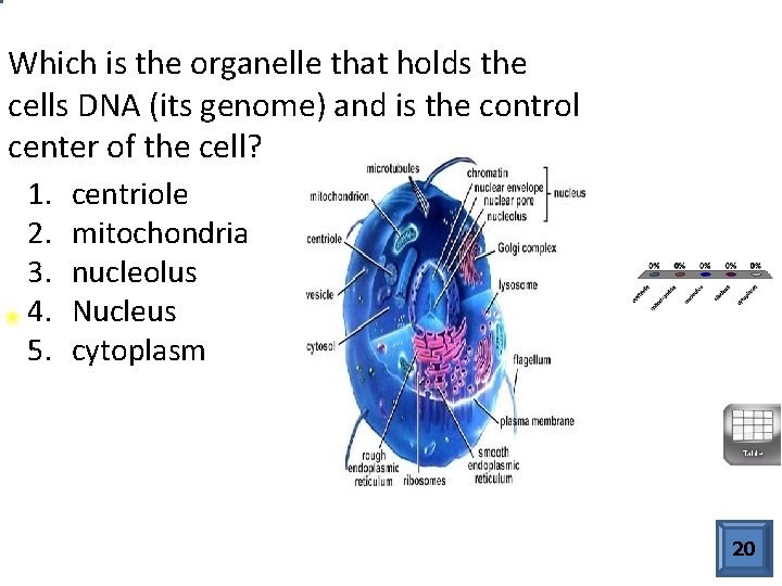 Which is the organelle that holds the cells DNA (its genome) and is the