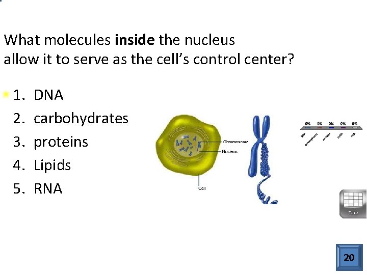 What molecules inside the nucleus allow it to serve as the cell’s control center?