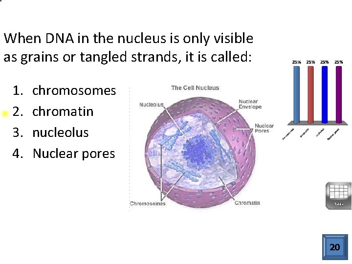 When DNA in the nucleus is only visible as grains or tangled strands, it