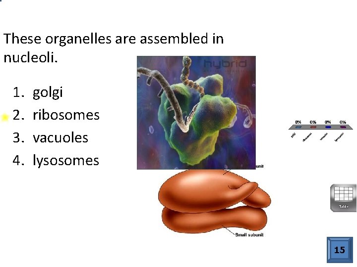These organelles are assembled in nucleoli. 1. 2. 3. 4. golgi ribosomes vacuoles lysosomes