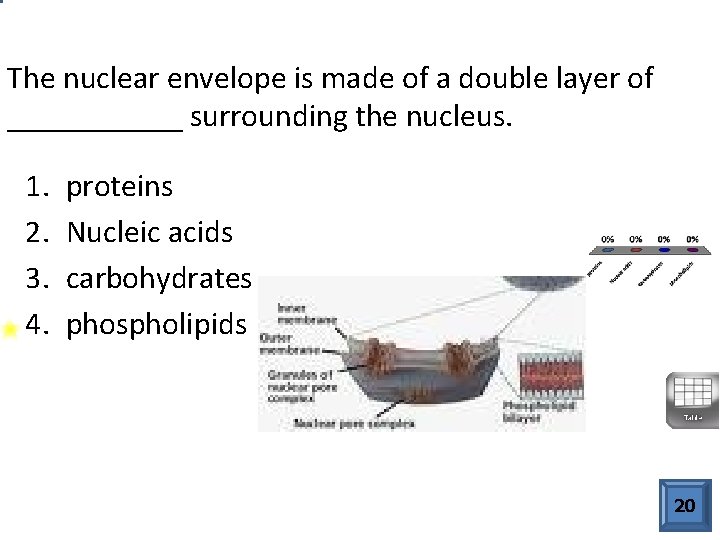 The nuclear envelope is made of a double layer of ______ surrounding the nucleus.