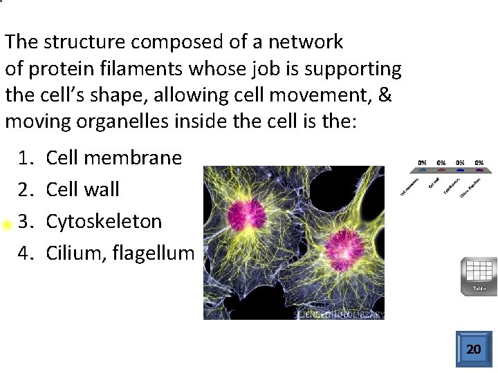 The structure composed of a network of protein filaments whose job is supporting the