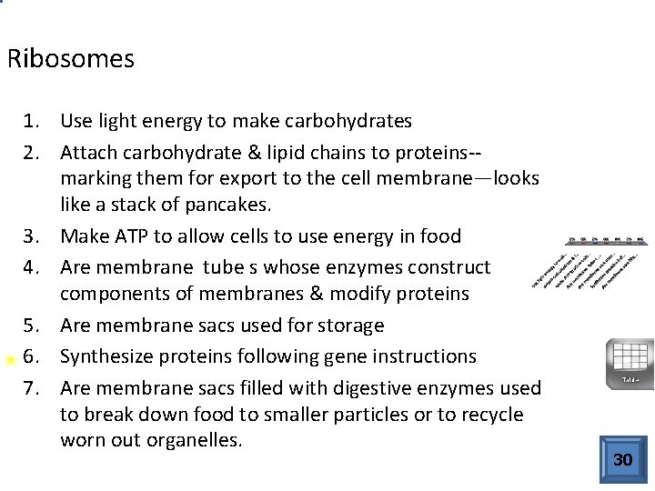 Ribosomes 1. Use light energy to make carbohydrates 2. Attach carbohydrate & lipid chains