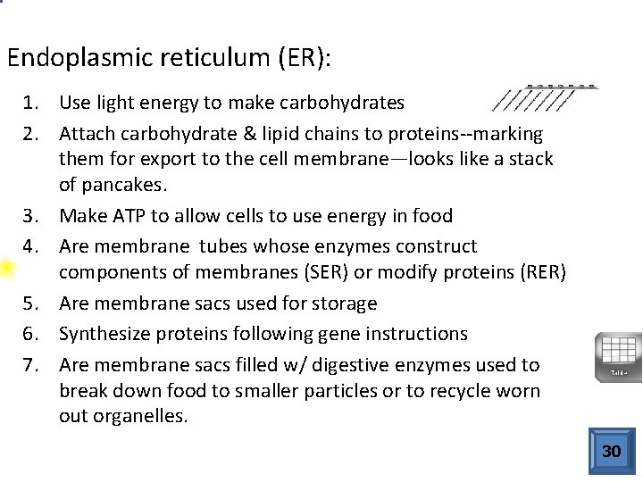 Endoplasmic reticulum (ER): 1. Use light energy to make carbohydrates 2. Attach carbohydrate &