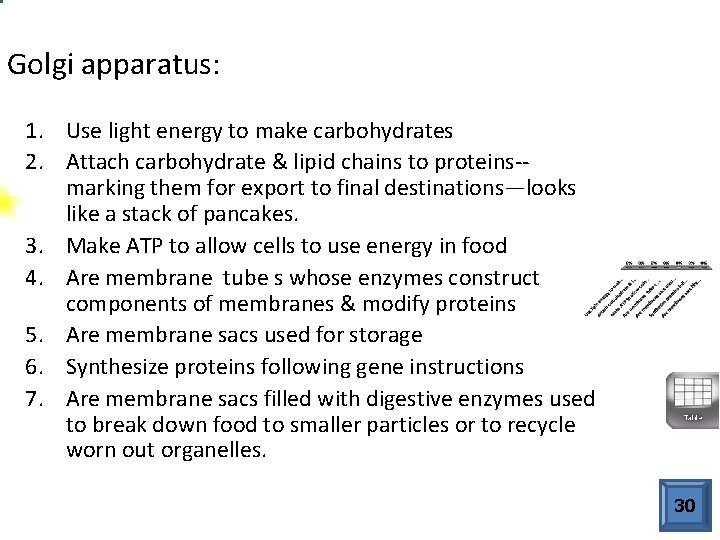 Golgi apparatus: 1. Use light energy to make carbohydrates 2. Attach carbohydrate & lipid