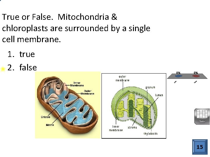 True or False. Mitochondria & chloroplasts are surrounded by a single cell membrane. 1.