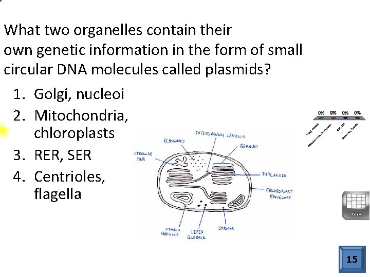 What two organelles contain their own genetic information in the form of small circular