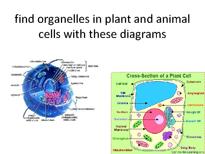 find organelles in plant and animal cells with these diagrams 