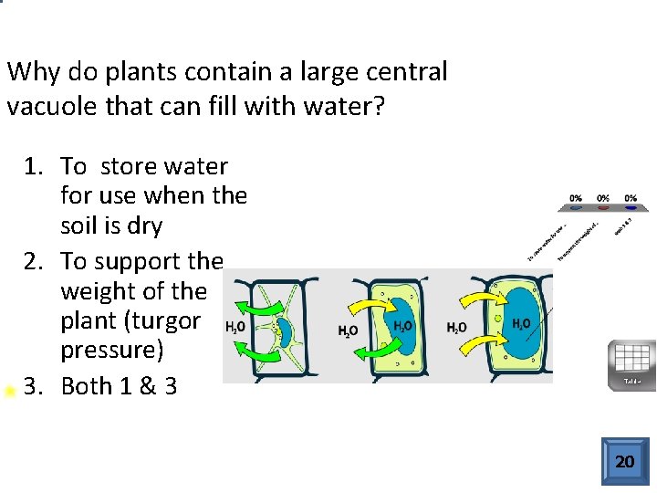 Why do plants contain a large central vacuole that can fill with water? 1.