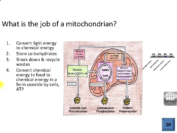 What is the job of a mitochondrian? 1. 2. 3. 4. Convert light energy