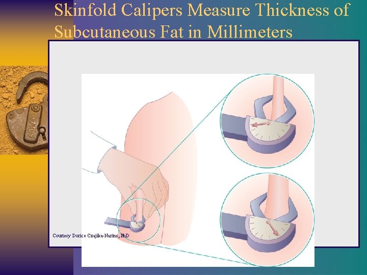 Skinfold Calipers Measure Thickness of Subcutaneous Fat in Millimeters Courtesy Dorice Czajika-Narins, Ph. D
