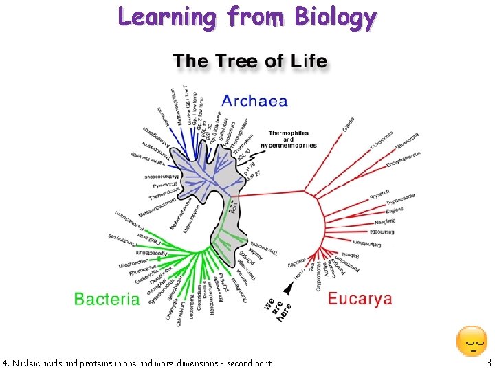 Learning from Biology 4. Nucleic acids and proteins in one and more dimensions -