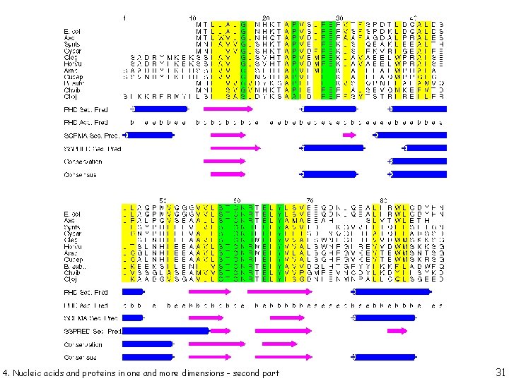 4. Nucleic acids and proteins in one and more dimensions - second part 31