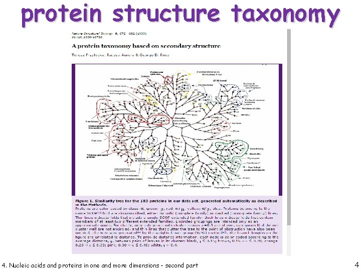 protein structure taxonomy 4. Nucleic acids and proteins in one and more dimensions -