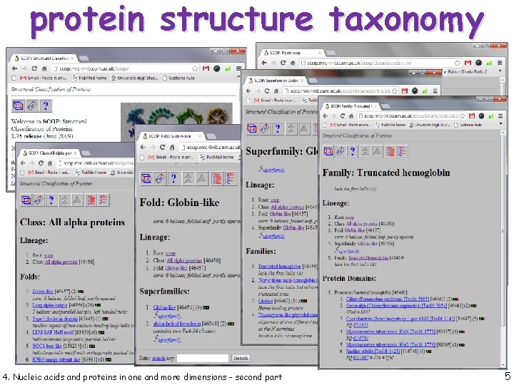 protein structure taxonomy 4. Nucleic acids and proteins in one and more dimensions -