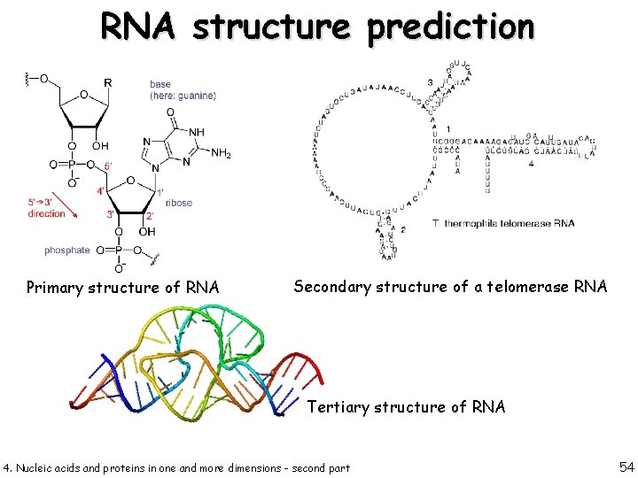 RNA structure prediction Primary structure of RNA Secondary structure of a telomerase RNA Tertiary