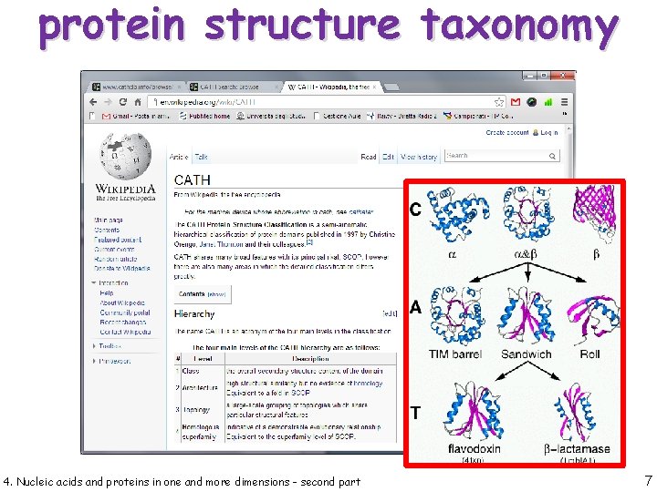 protein structure taxonomy 4. Nucleic acids and proteins in one and more dimensions -