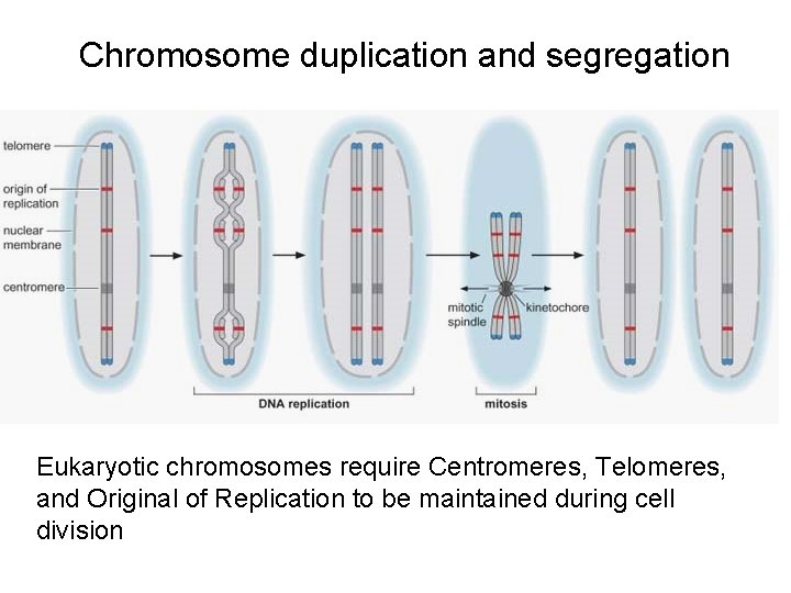 Chromosome duplication and segregation Eukaryotic chromosomes require Centromeres, Telomeres, and Original of Replication to