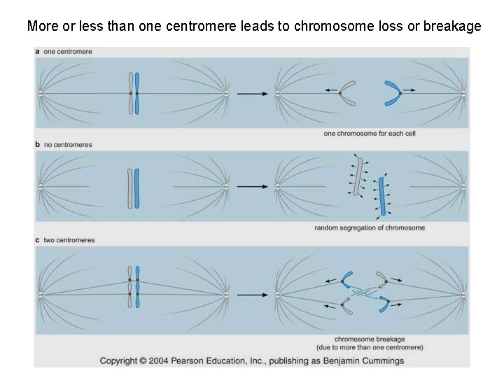 More or less than one centromere leads to chromosome loss or breakage 