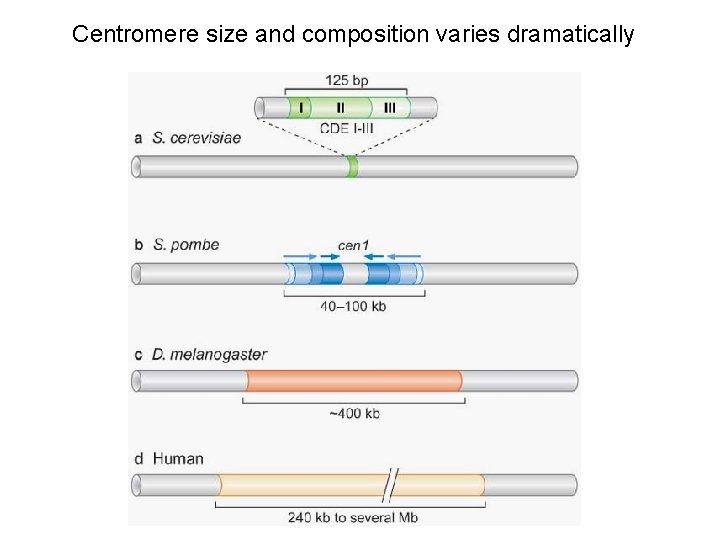 Centromere size and composition varies dramatically 