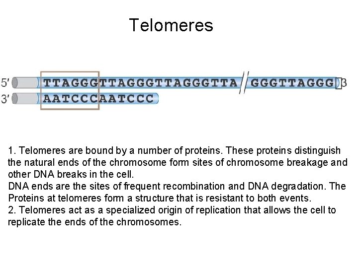 Telomeres 1. Telomeres are bound by a number of proteins. These proteins distinguish the