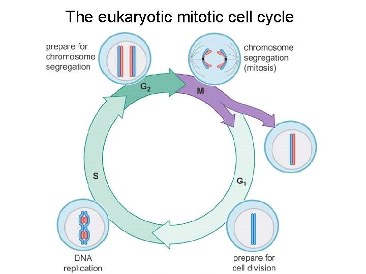 The eukaryotic mitotic cell cycle 