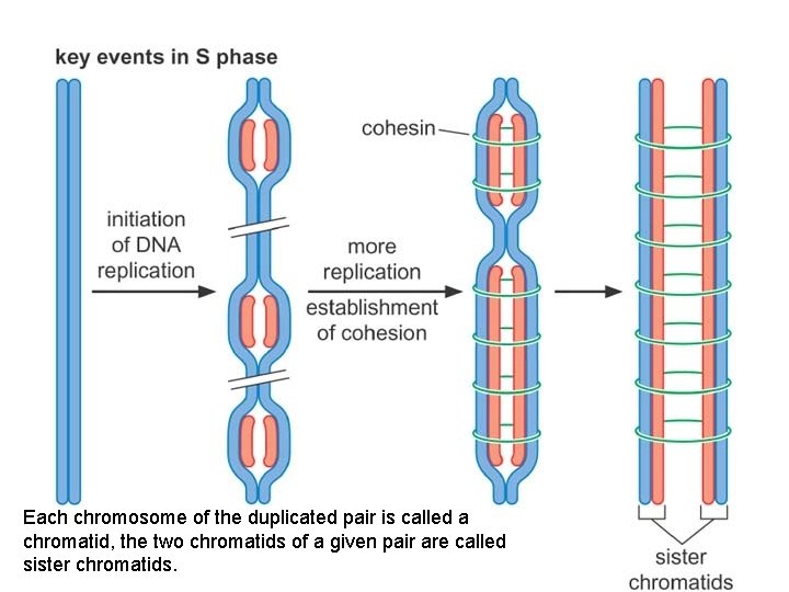 Each chromosome of the duplicated pair is called a chromatid, the two chromatids of