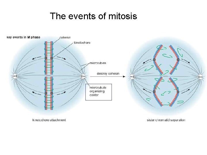 The events of mitosis 