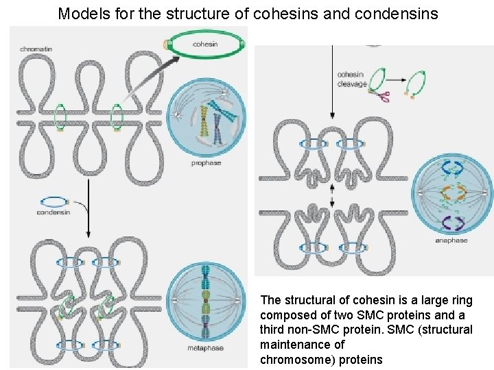 Models for the structure of cohesins and condensins The structural of cohesin is a