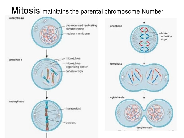 Mitosis maintains the parental chromosome Number 