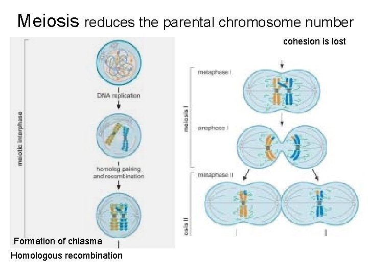 Meiosis reduces the parental chromosome number cohesion is lost Formation of chiasma Homologous recombination