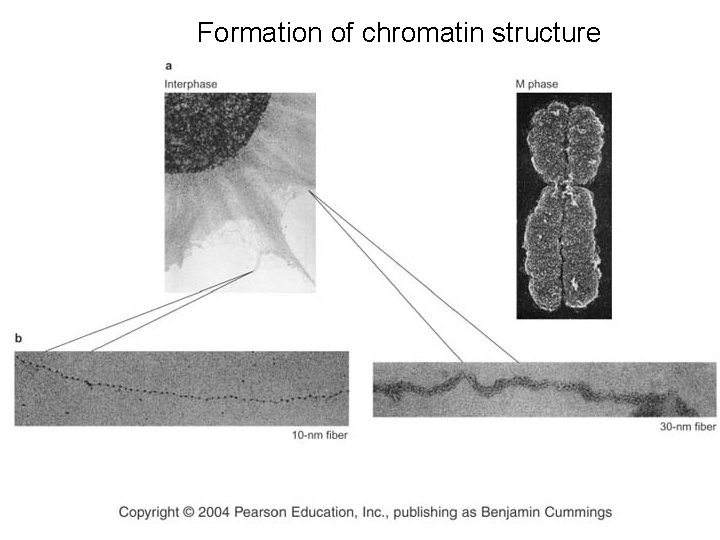 Formation of chromatin structure 