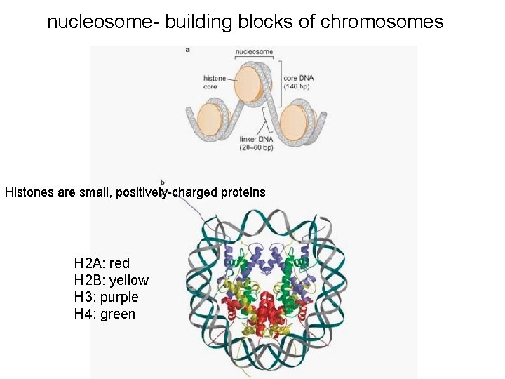 nucleosome- building blocks of chromosomes Histones are small, positively-charged proteins H 2 A: red