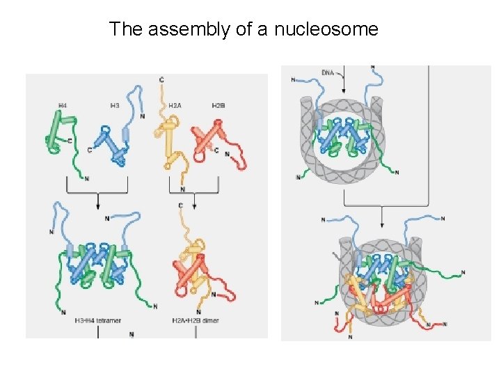 The assembly of a nucleosome 