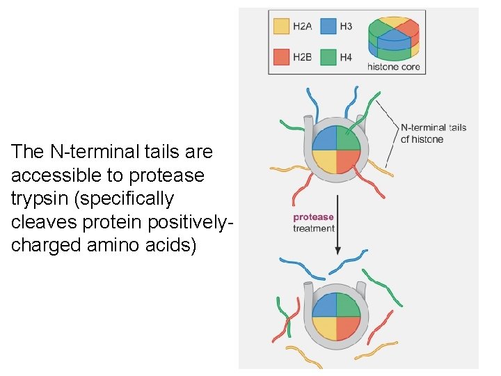 The N-terminal tails are accessible to protease trypsin (specifically cleaves protein positivelycharged amino acids)