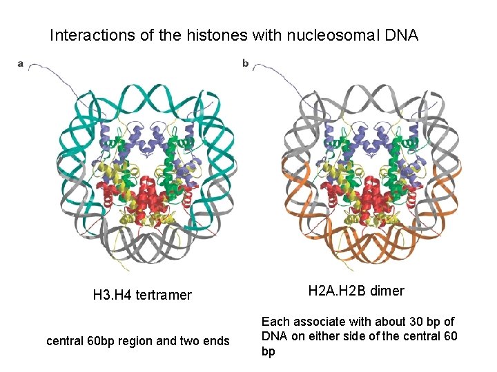 Interactions of the histones with nucleosomal DNA H 3. H 4 tertramer central 60