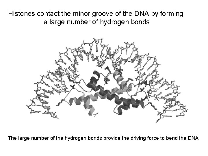 Histones contact the minor groove of the DNA by forming a large number of