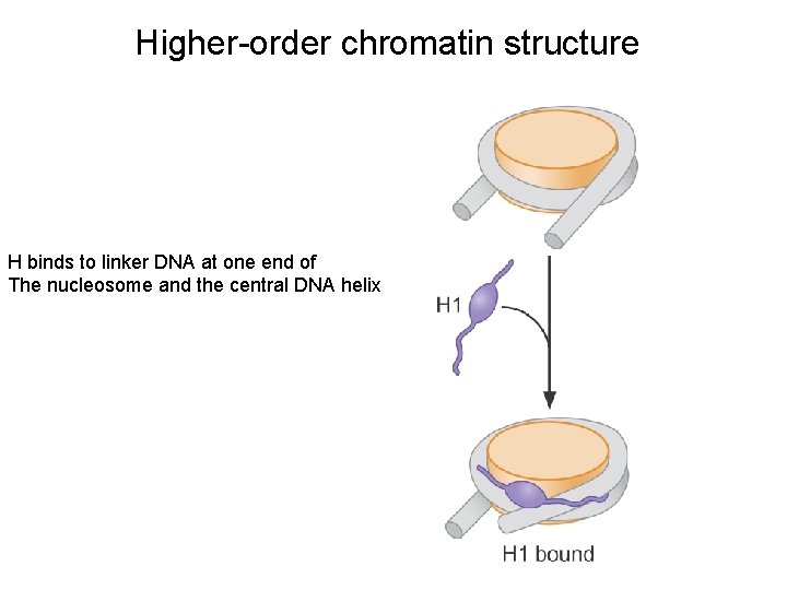 Higher-order chromatin structure H binds to linker DNA at one end of The nucleosome