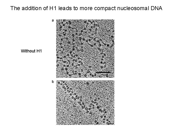 The addition of H 1 leads to more compact nucleosomal DNA Without H 1