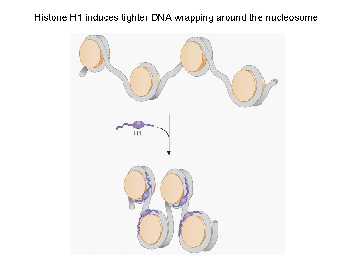 Histone H 1 induces tighter DNA wrapping around the nucleosome 