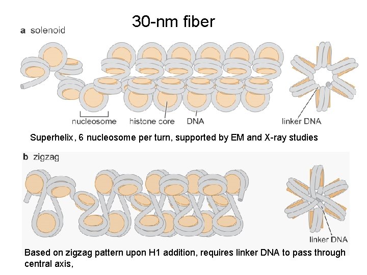 30 -nm fiber Superhelix, 6 nucleosome per turn, supported by EM and X-ray studies