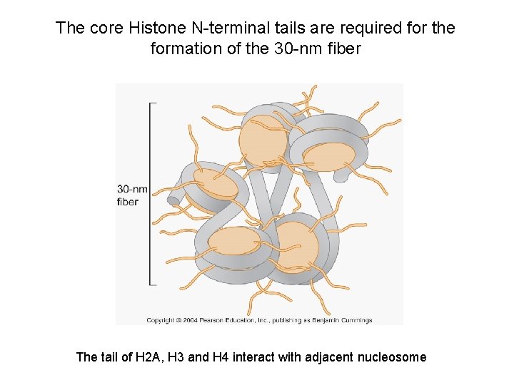 The core Histone N-terminal tails are required for the formation of the 30 -nm