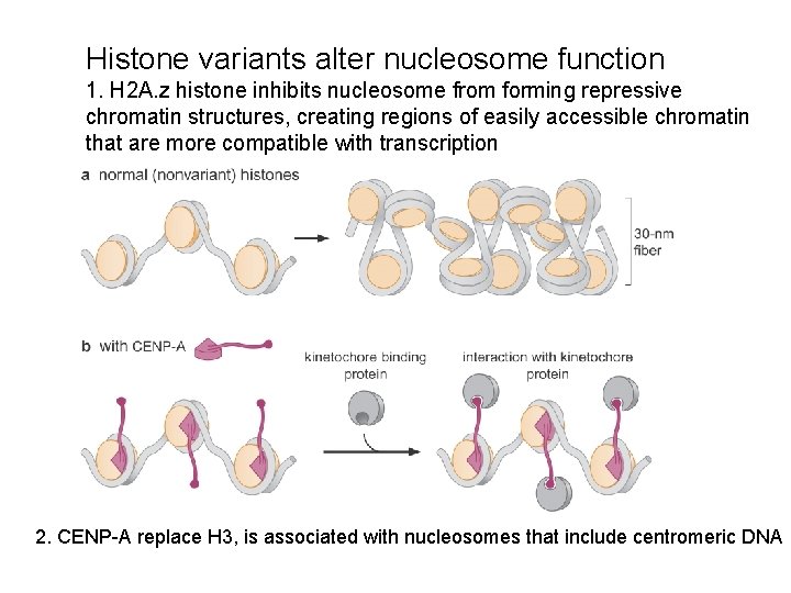 Histone variants alter nucleosome function 1. H 2 A. z histone inhibits nucleosome from