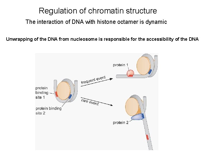 Regulation of chromatin structure The interaction of DNA with histone octamer is dynamic Unwrapping