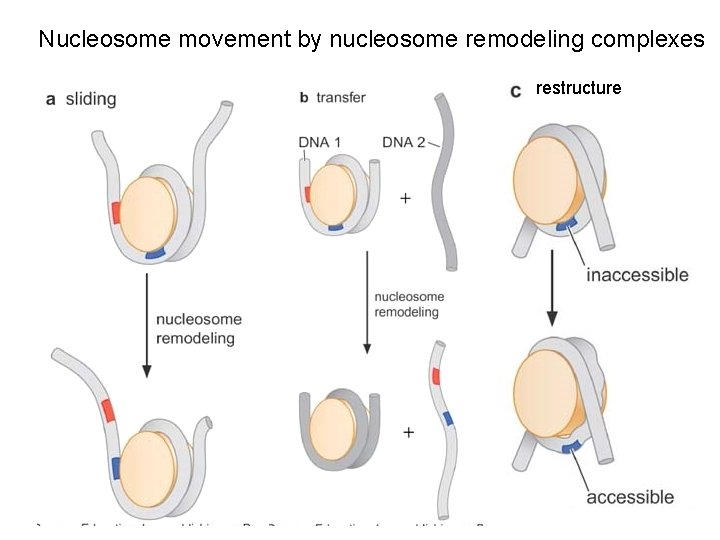 Nucleosome movement by nucleosome remodeling complexes restructure 