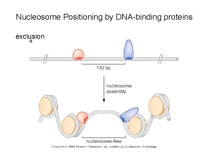 Nucleosome Positioning by DNA-binding proteins exclusion 
