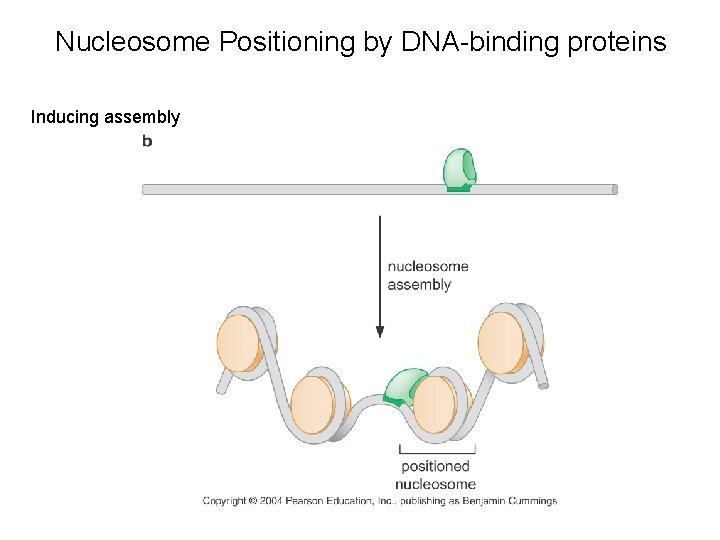 Nucleosome Positioning by DNA-binding proteins Inducing assembly 