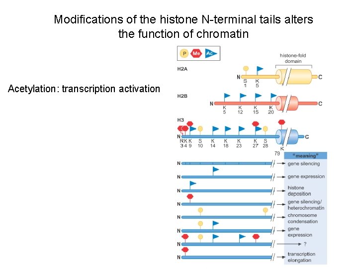 Modifications of the histone N-terminal tails alters the function of chromatin Acetylation: transcription activation