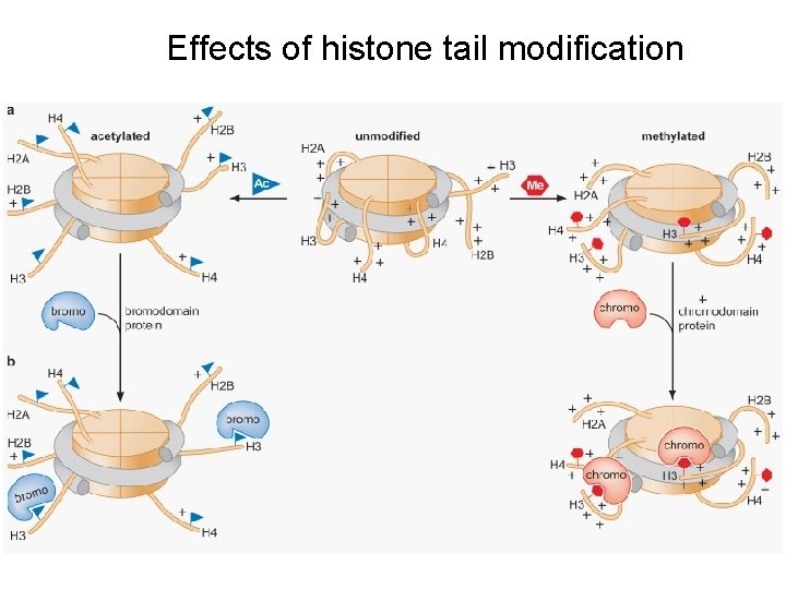 Effects of histone tail modification 